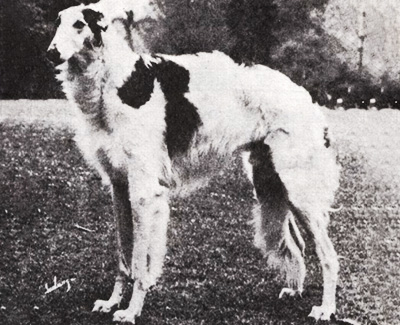 Top Conformation Borzoi 1957